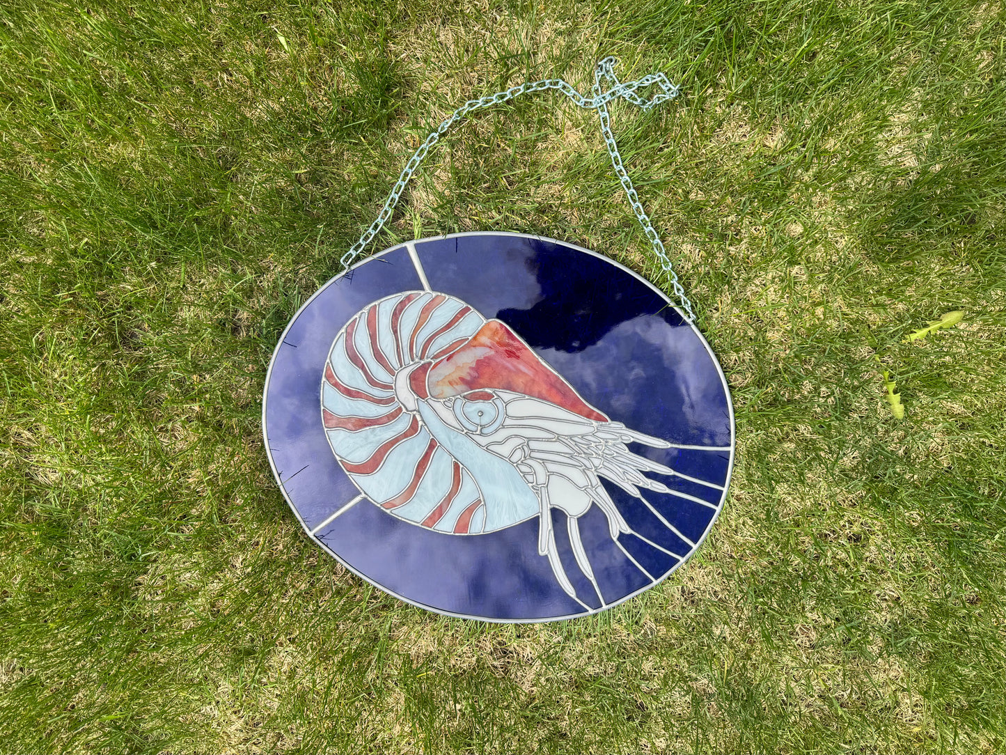 Nautilus