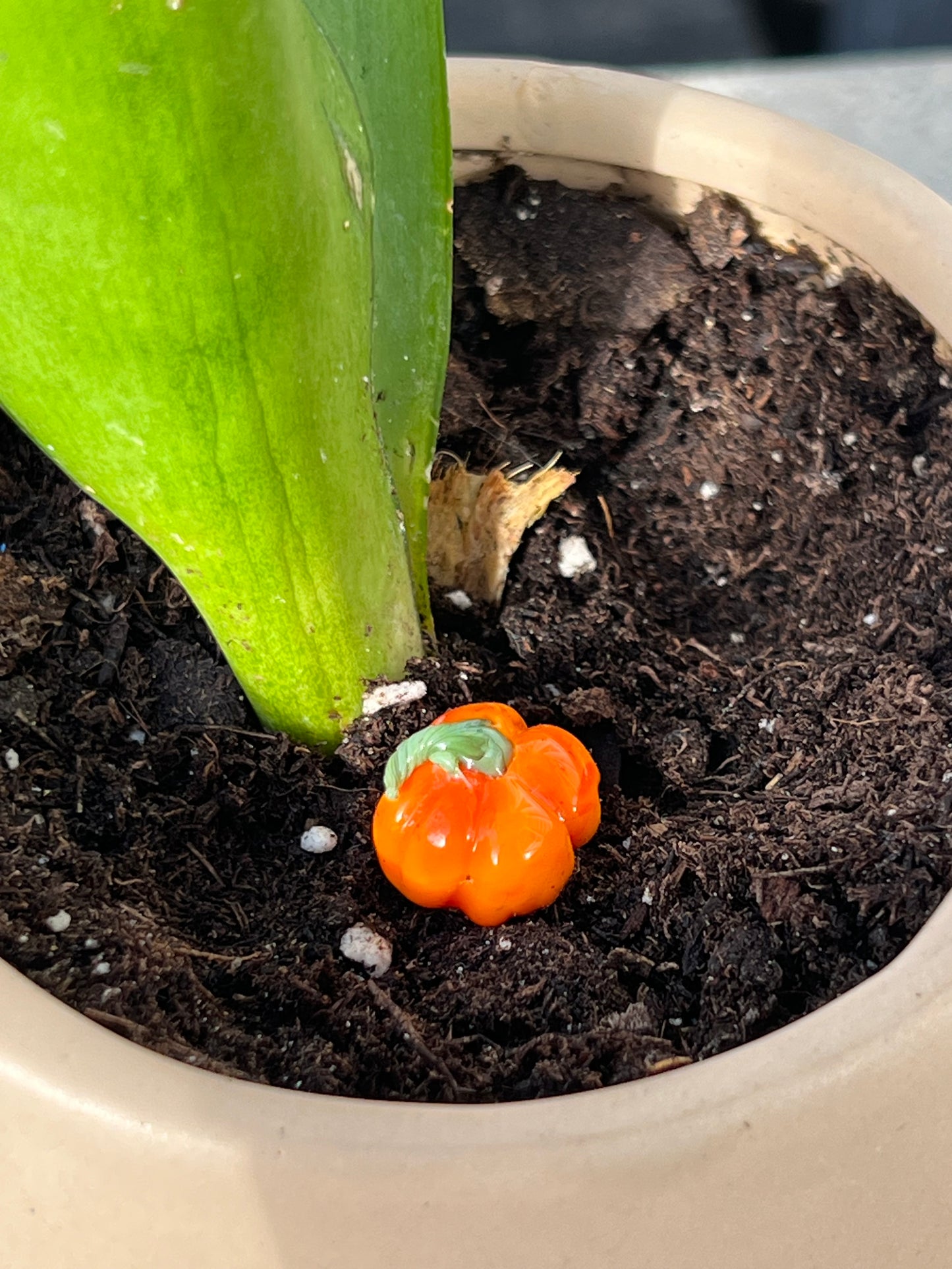 Pumpkin short plant stake