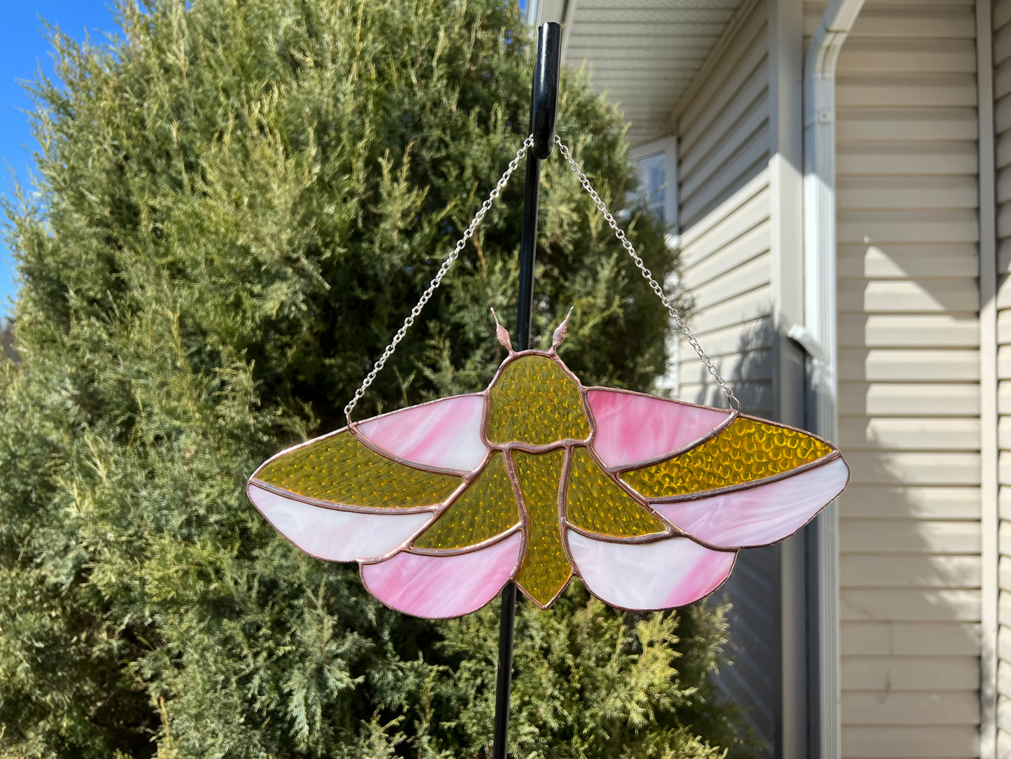 Rosy Maple Moth