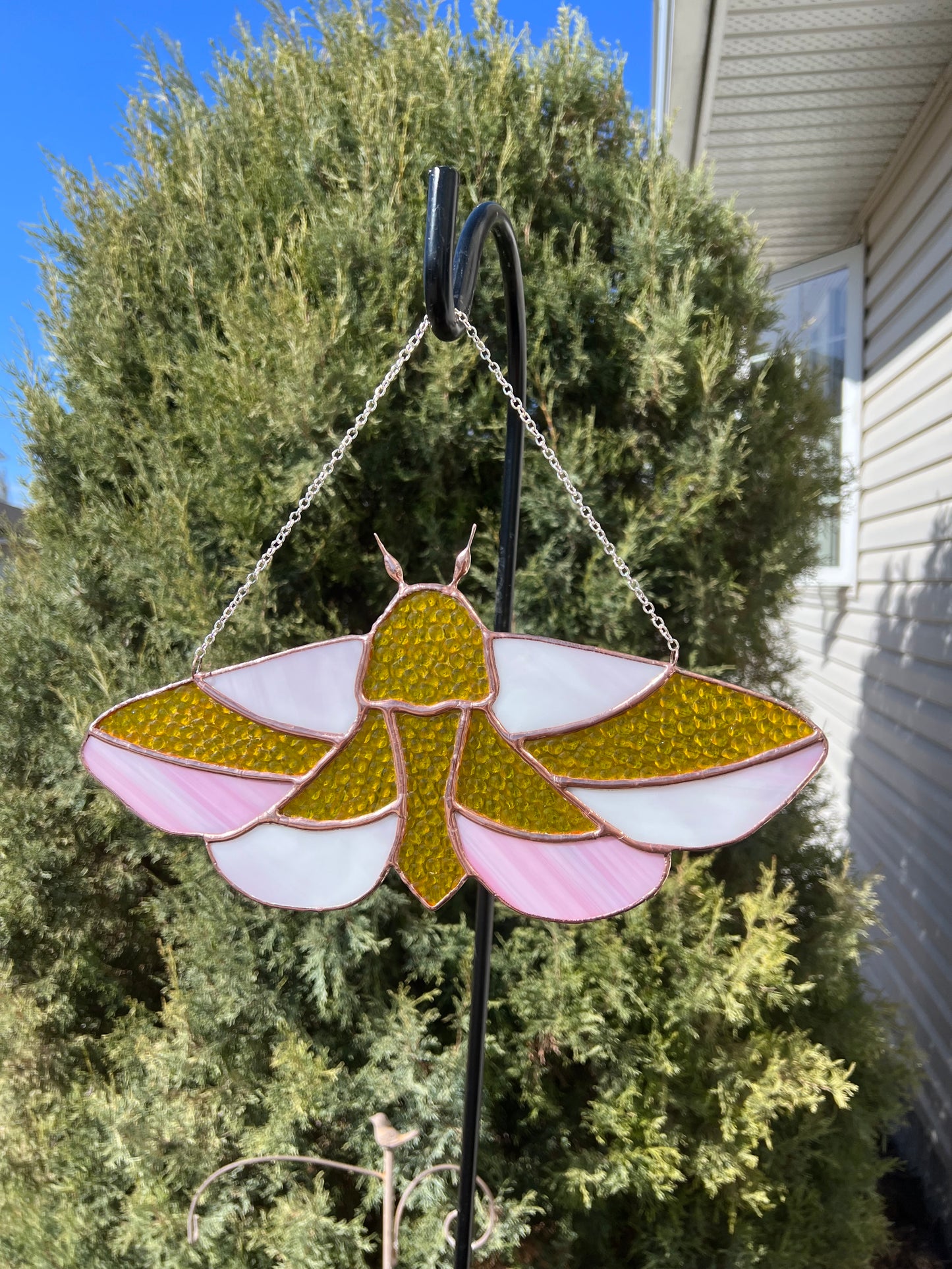 Rosy Maple Moth