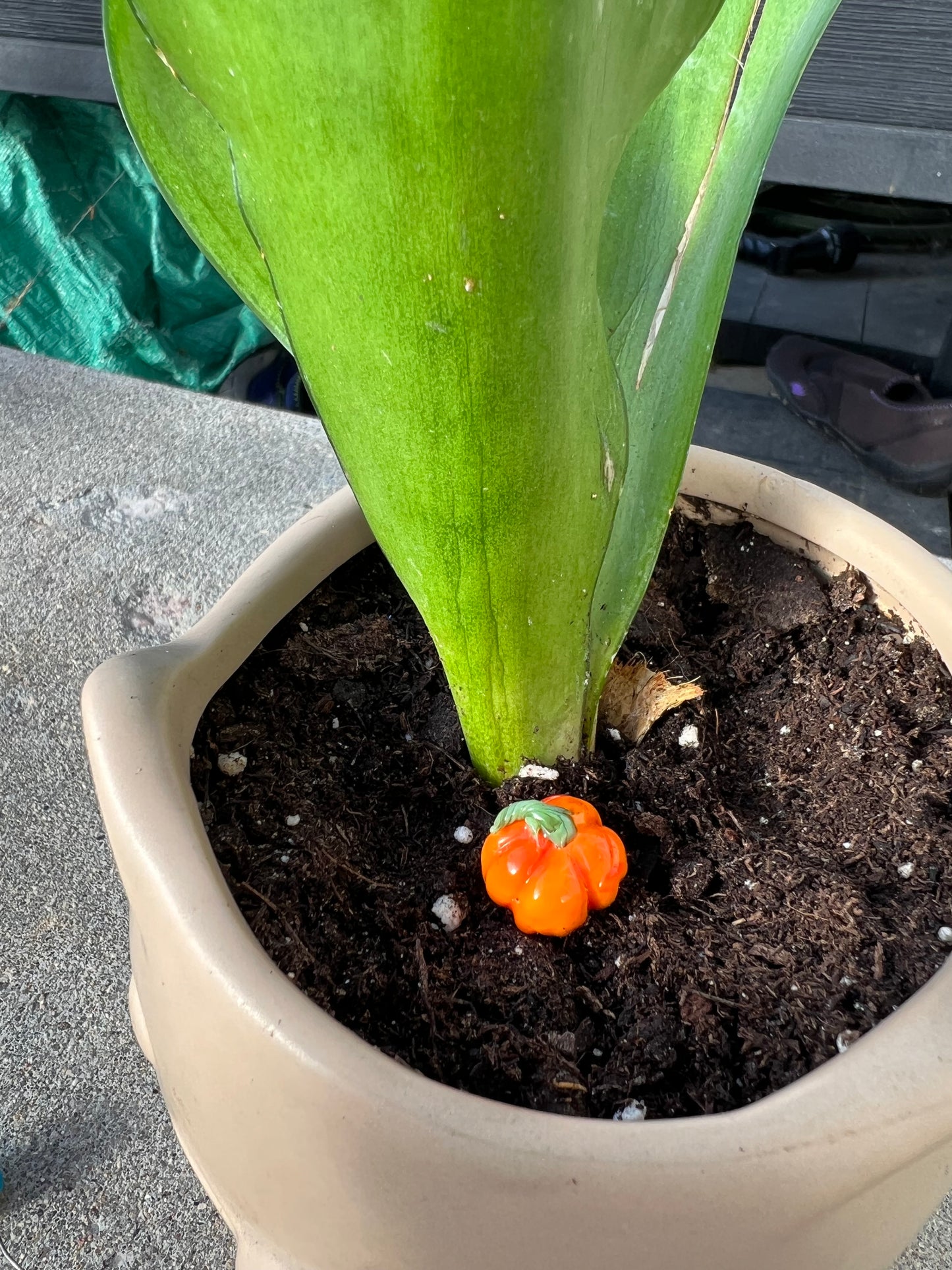 Pumpkin short plant stake