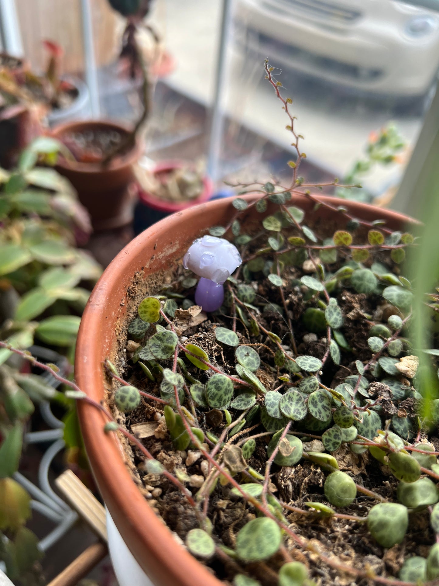 Mushroom short plant stake