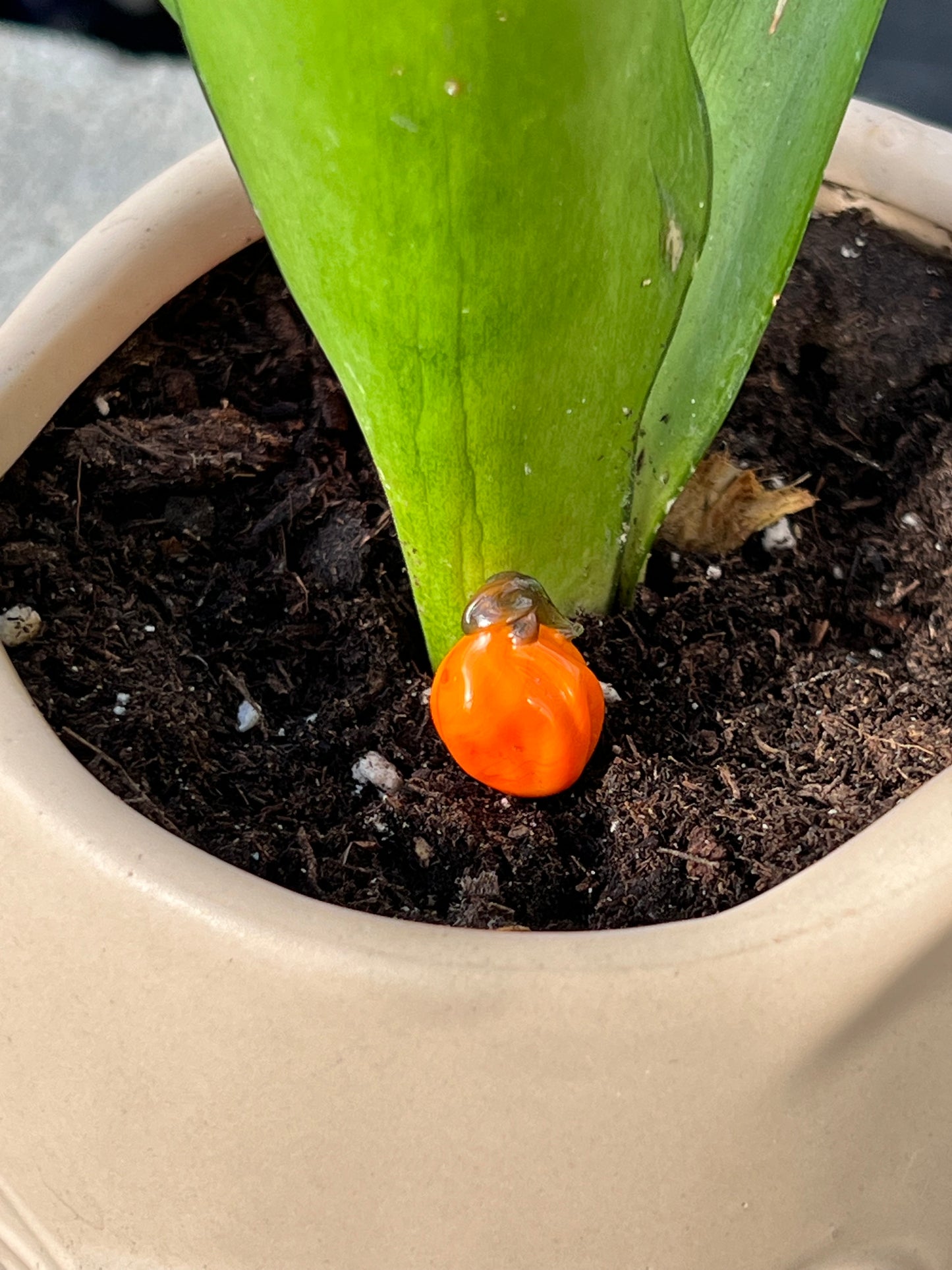 Pumpkin short plant stake